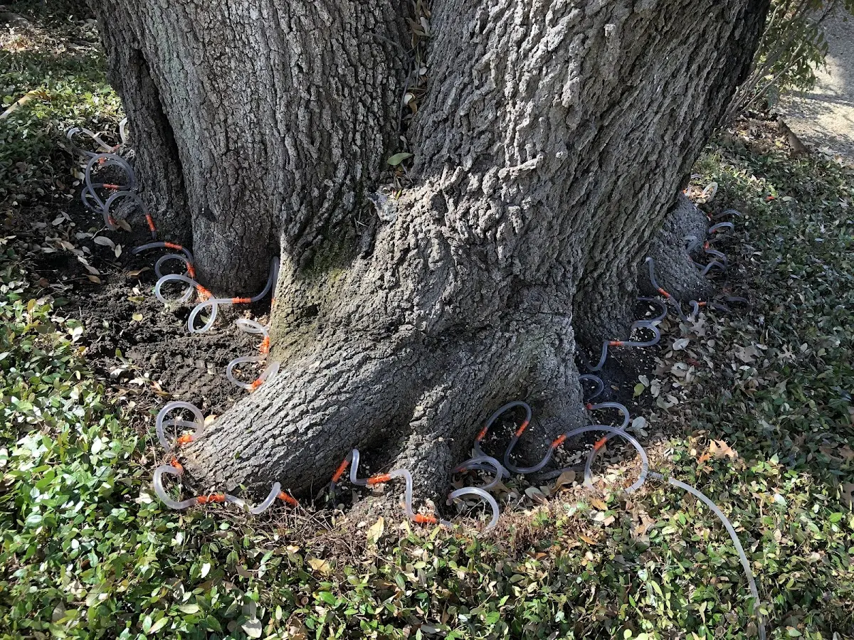 Detailed Tree Cabling and Bracing job site in Shadyside